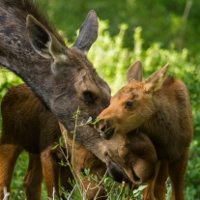 a mother moose nurtures her twin calves as they forage in the forest, the calf reaches to eat a twig